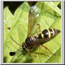 Argogorytes mystaceus - Ragwurz-Zikadenwespe 06.jpg